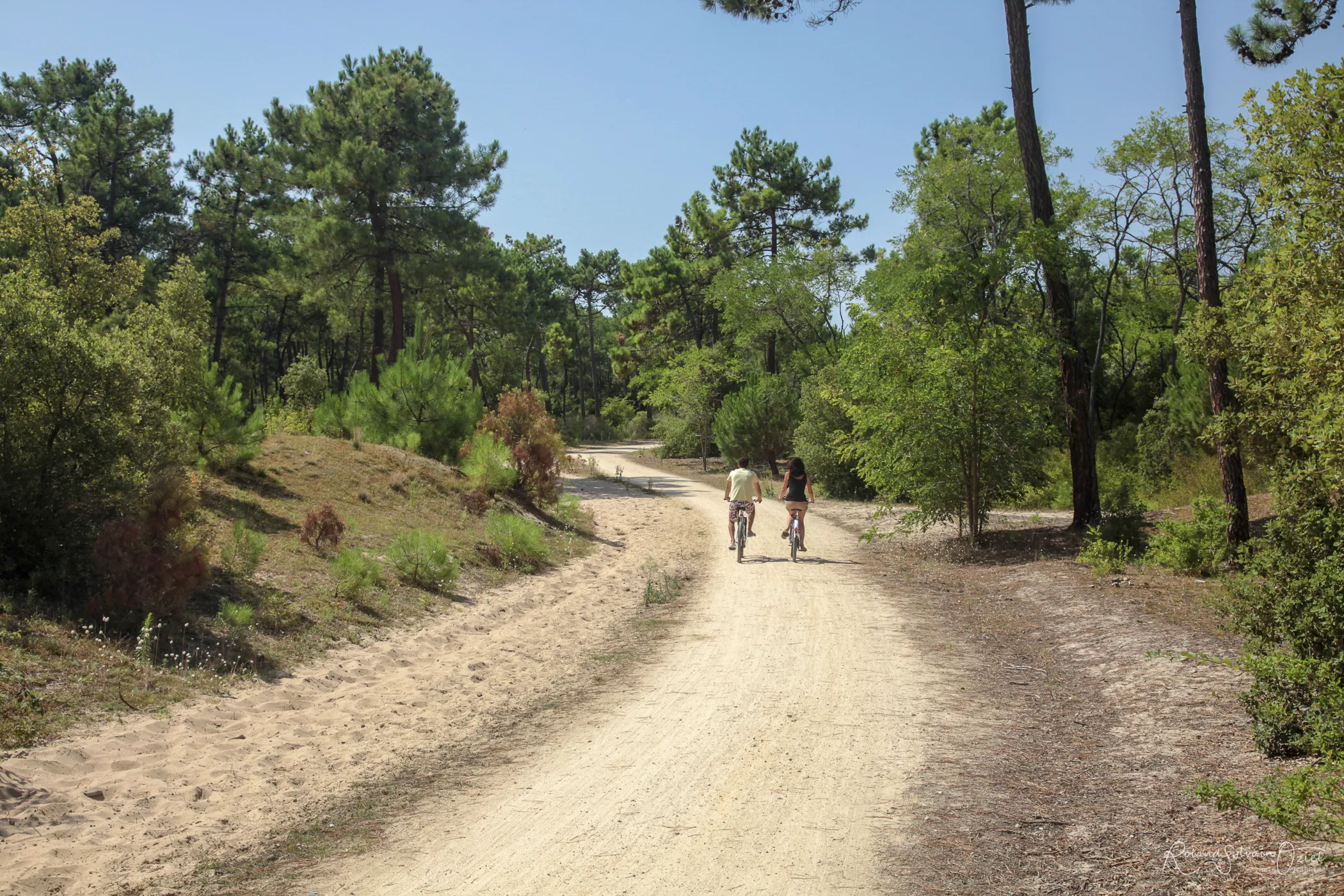 Balade à vélo sur une piste cyclable à travers la forêt de pins de Longeville-sur-Mer.